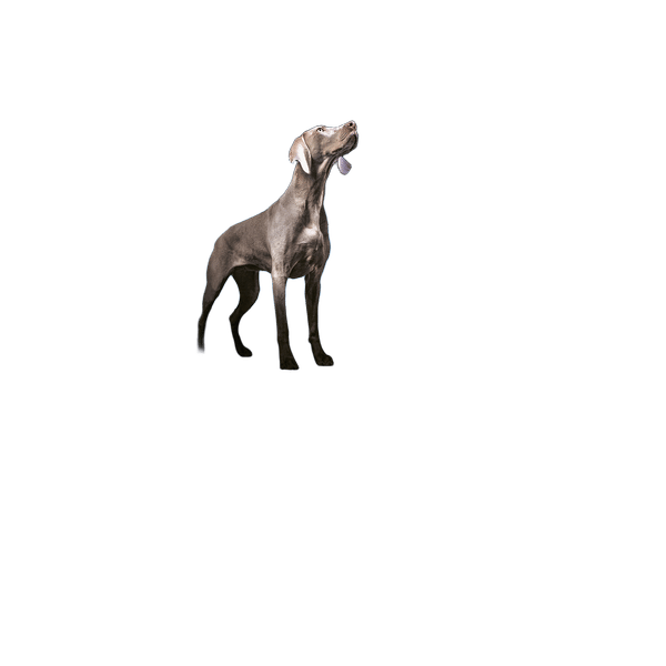 Proplan Vet Diet Canine Dermatosis