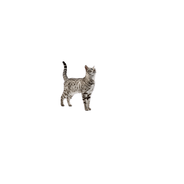 Proplan Veterinary Diet Dental Health Feline Dry Food