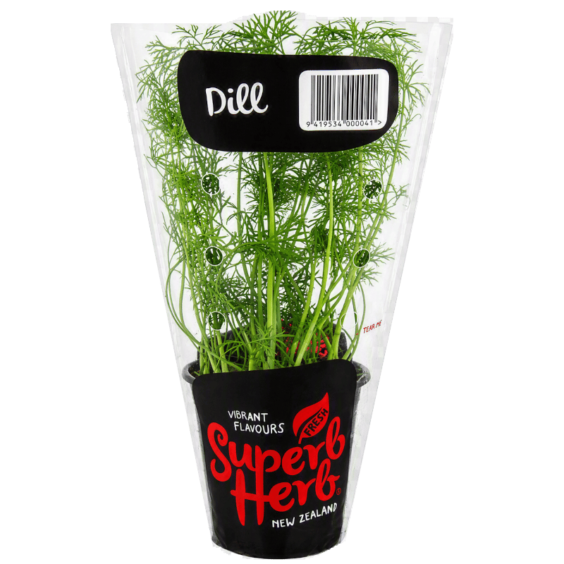 Potted Dill