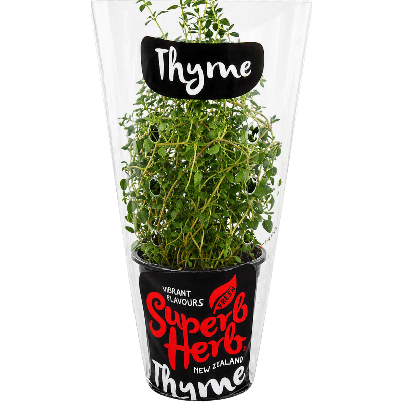 Potted Thyme