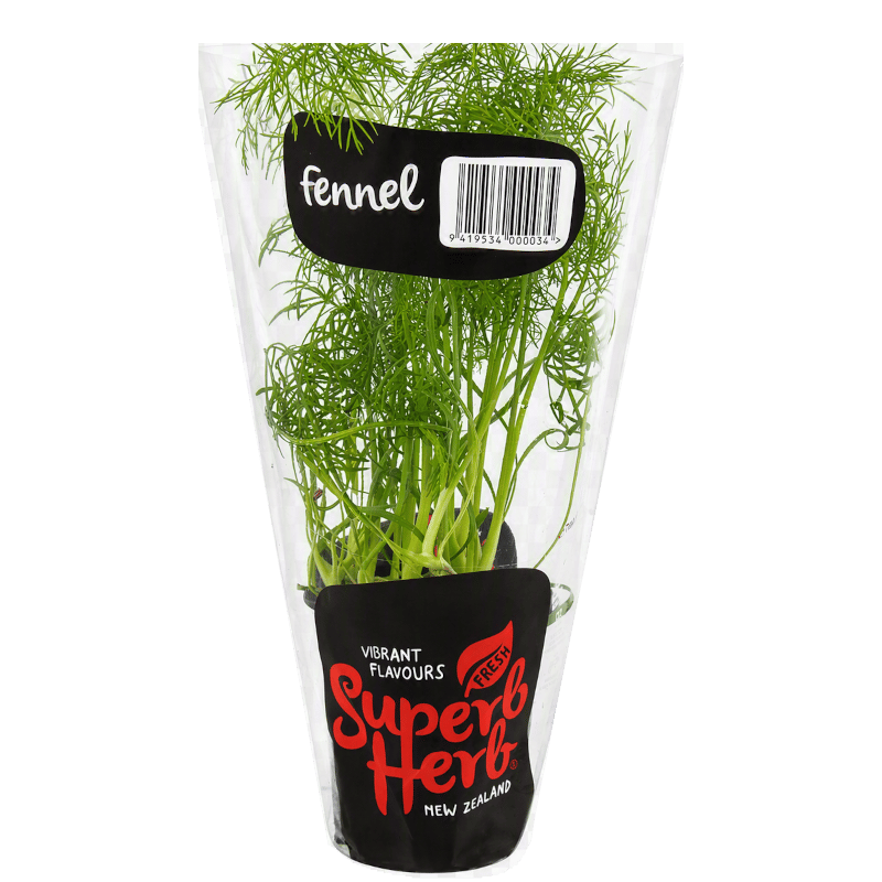 Potted Fennel