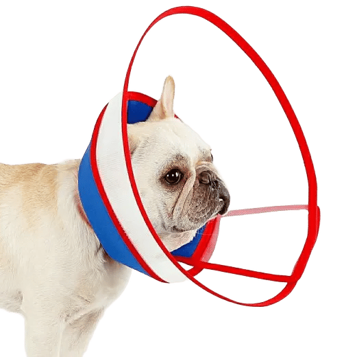 Elizabethan Recovery Dog Cone For Small Breeds