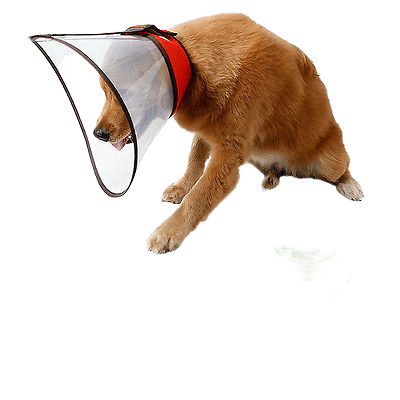 Elizabethan Collar For Large Breeds
