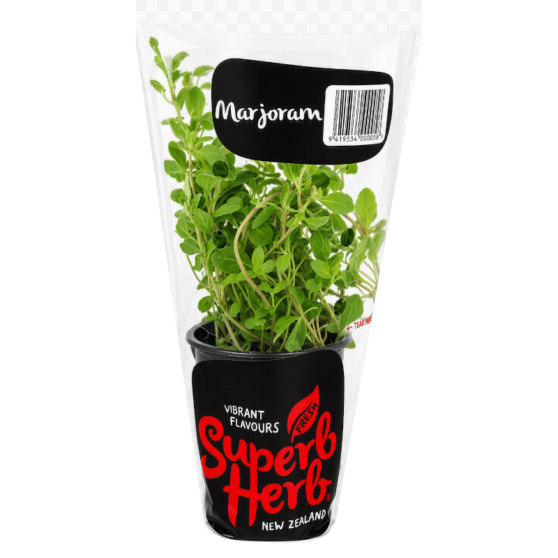 Potted Marjoram