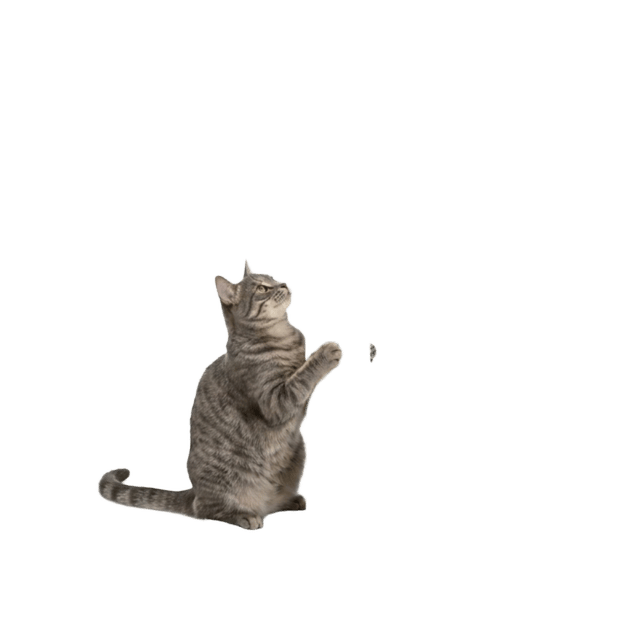 Pup & Purr Harper Tall Cat Scratch Post - Grey