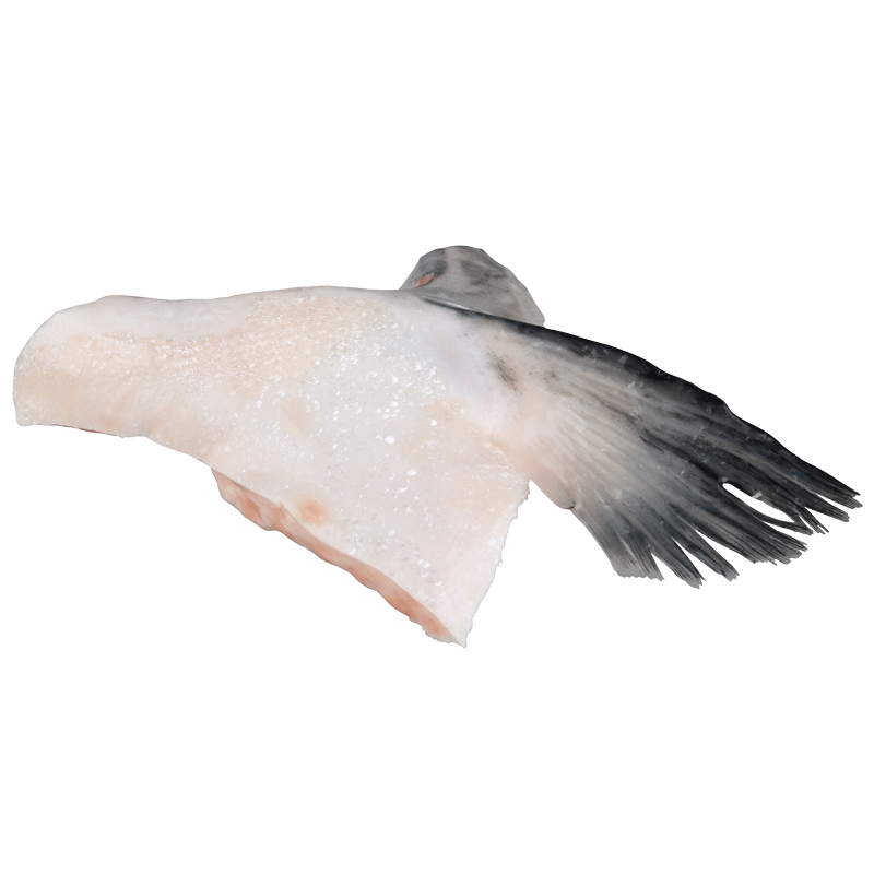 NZ Salmon Wings (Collars)