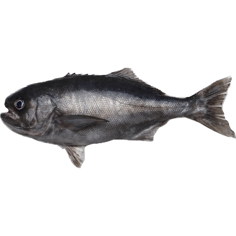 Whole Bluenose