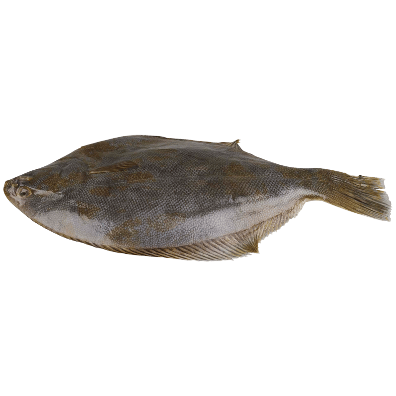 NZ Sand Gutted Flounder (Prefrozen)