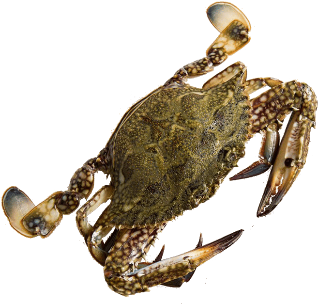 Paddle Whole Raw Crab