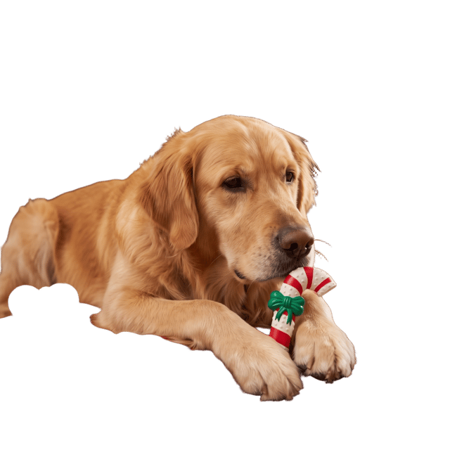 M-Pets Christmas Candy Cane Squeaker Dog Toy - Small