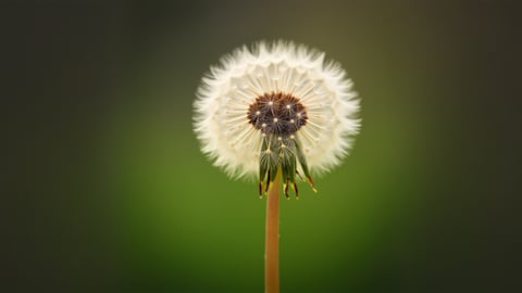 Dandelion Seeds in the Sun Desktop Preview