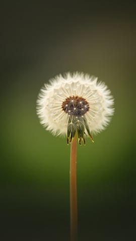 Dandelion Seeds in the Sun Mobile Preview