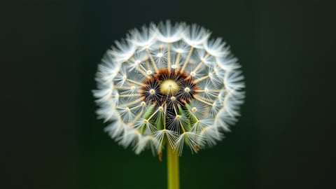 A Close-Up of a Dandelion Clock Desktop Preview