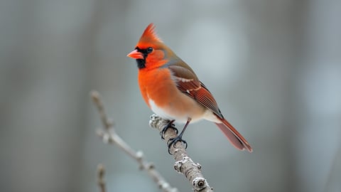 A Minimalist Winter Scene with a Red Cardinal Desktop Preview