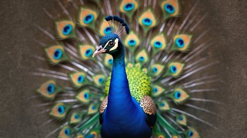 Peacock Displaying Its Feathers Desktop Preview