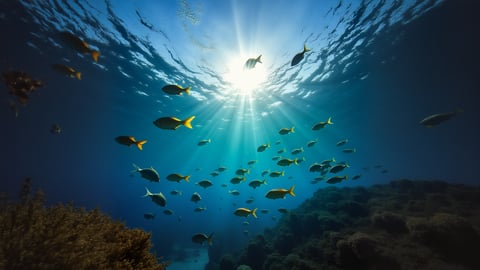 A School of Brightly Colored Tropical Fish Swimming in Unison Desktop Preview