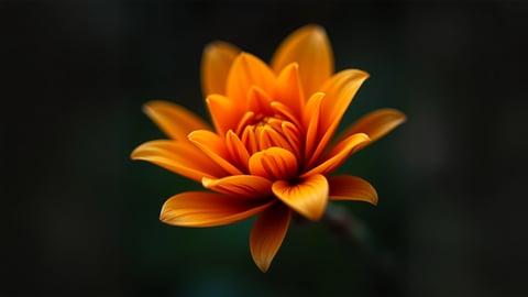 Vibrant Bird of Paradise in Full Bloom Desktop Preview