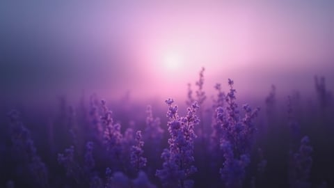 Lavender Field at Sunset Desktop Preview