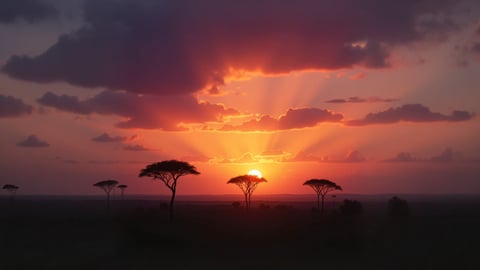 Serengeti Plain at Sunset Desktop Preview