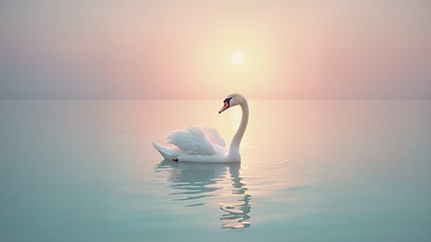 Elegant Swans on a Tranquil Lake Desktop Preview