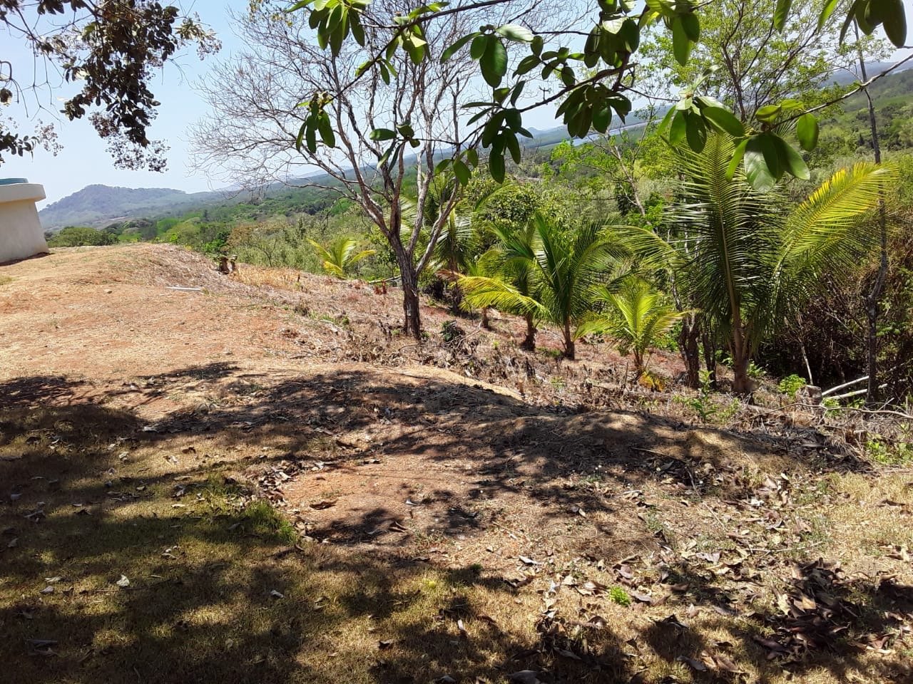 bamboo farm
