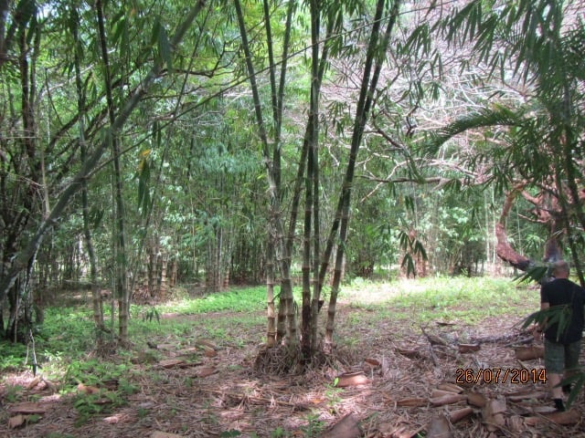 bamboo farm