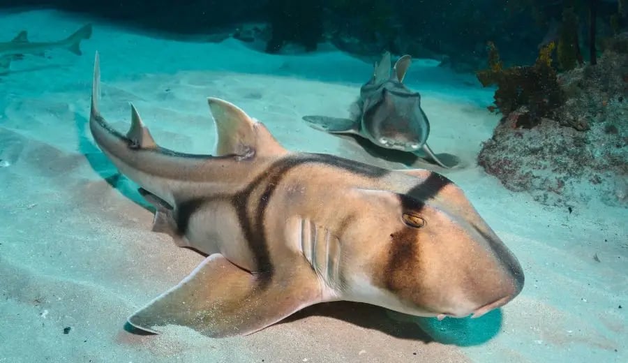 Port Jackson shark