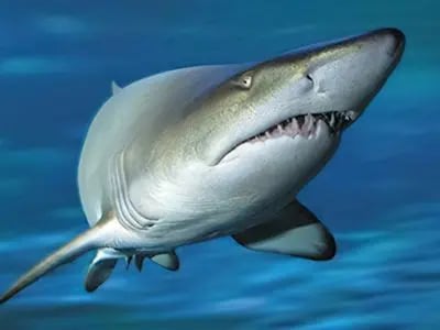 Grey Nurse Shark cruising a Sydney dive site