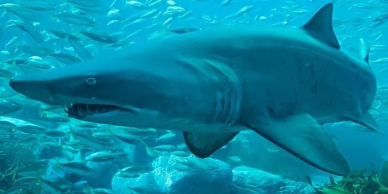 Sydney Shark Diving Experience