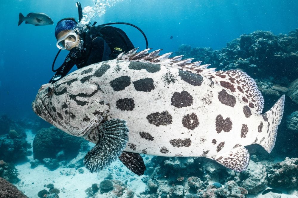 Wild life encounters (Potato Cod) at the Cod Hole