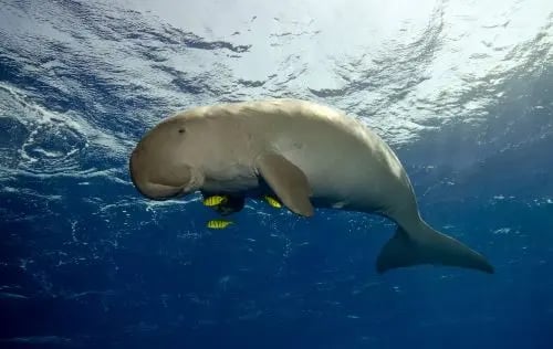Dugong swimming beneath the ocean surface in Vanuatu