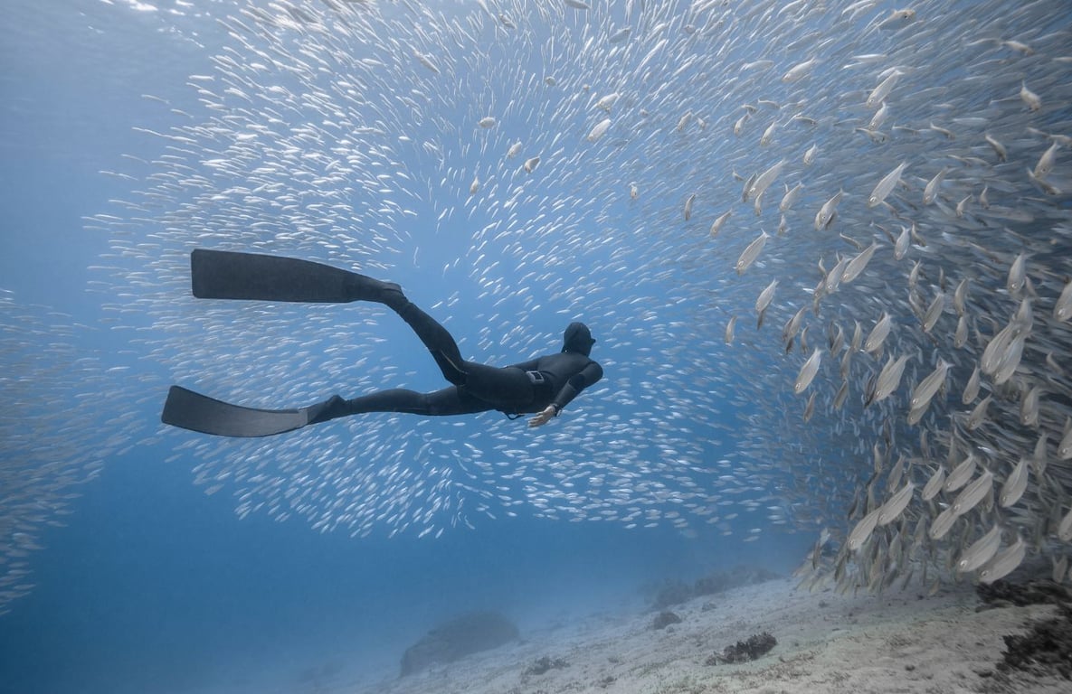A serene underwater scene captures a freediver gracefully swimming among vibrant fish, showcasing the beauty of marine life. This tranquil moment highlights the connection to the underwater world that freediving offers, allowing divers to experience relaxation and control while exploring the ocean without heavy gear.