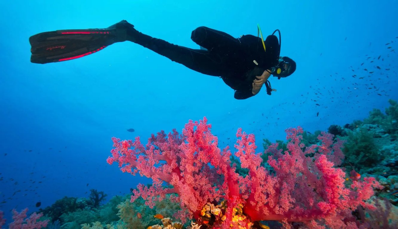 A diver is gracefully swimming over a vibrant coral reef, showcasing the rich marine life and colorful corals typical of the Great Barrier Reef. This underwater world is a perfect setting for those looking to learn to dive and develop their scuba diving skills.