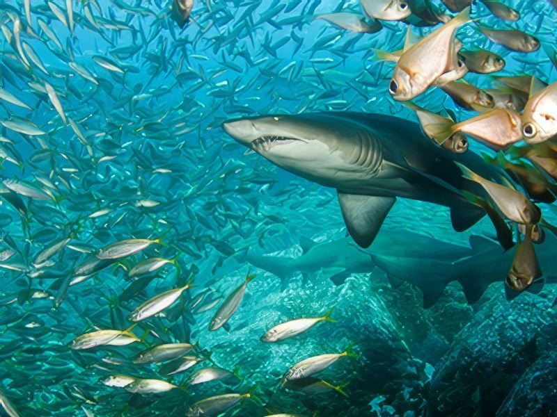 A thrilling cage-free shark diving experience with Abyss Scuba Diving, showcasing the beauty of marine life.