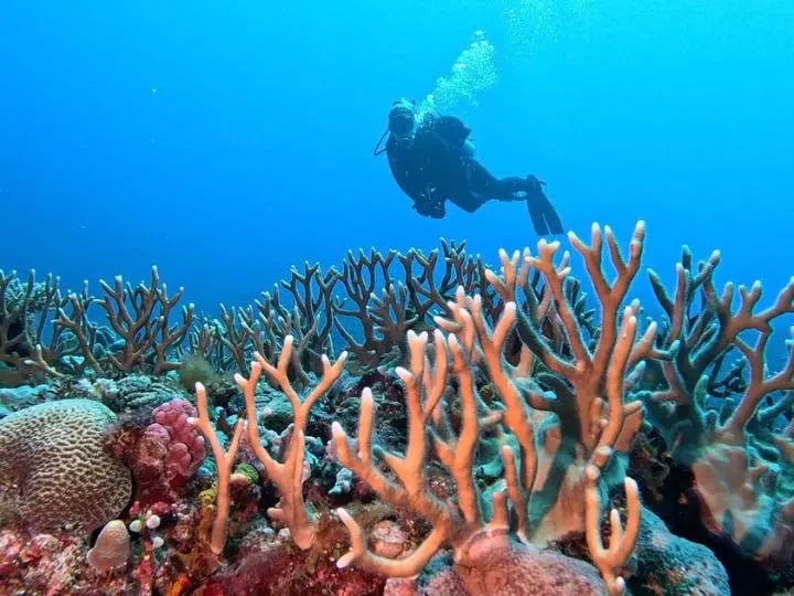 Coral reef at Paul’s Rock, Vanuatu