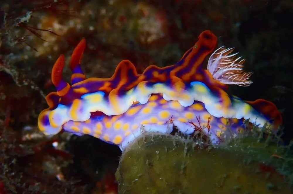 Underwater reef and sponge gardens at Barrens Hut boat dive site in Sydney