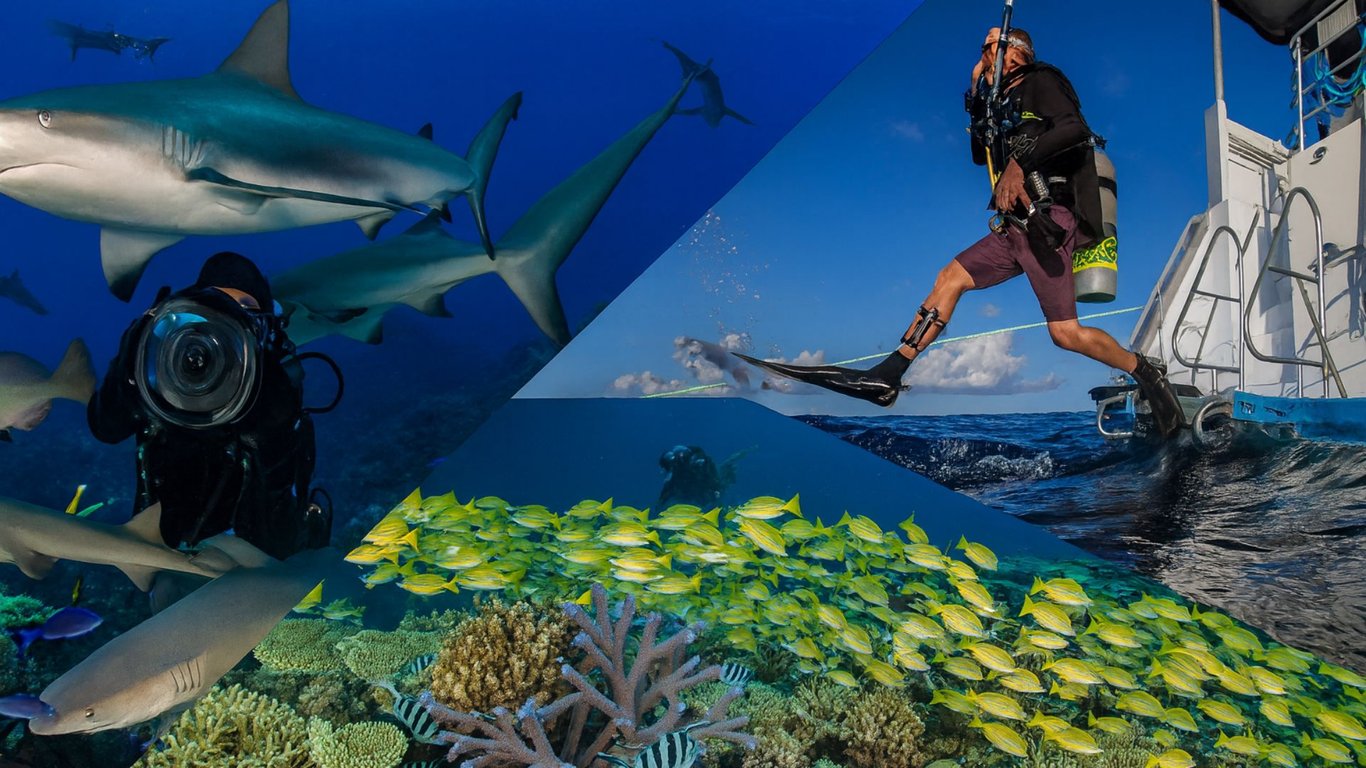 Montage of Cod Hole potato cod and Coral Sea reef wall.