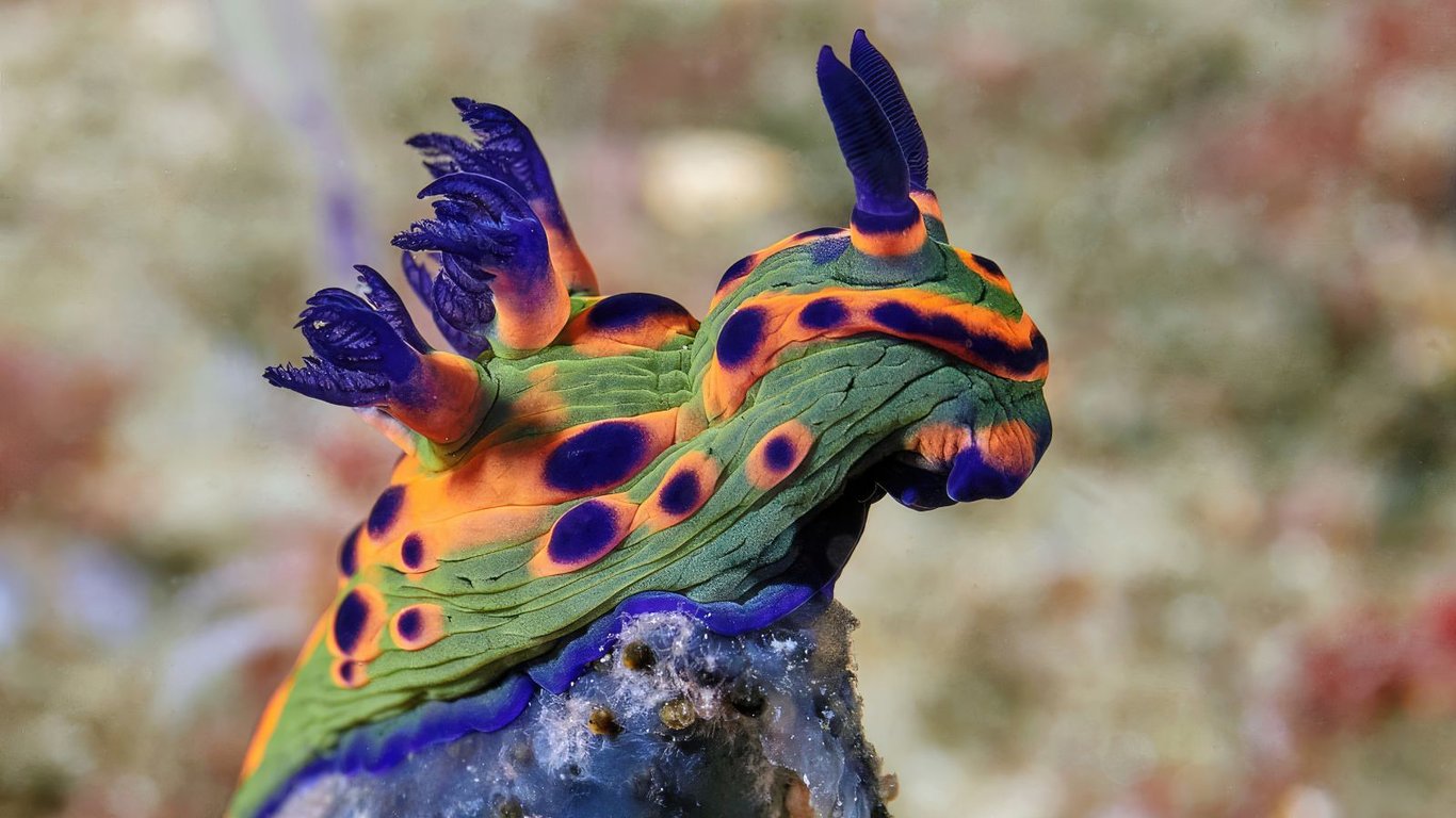 The Donut colourful nudibranch is perched on a rocky reef surface, at Batons Hut, only reached by boat
