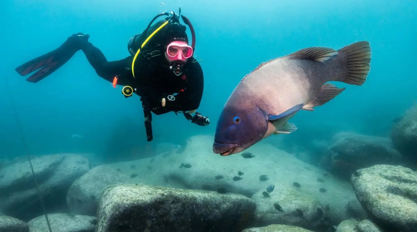 A large eastern blue groper gracefully swims near a scuba diver, showcasing the vibrant marine life of a temperate reef. This underwater adventure highlights the diverse aquatic species found in Sydney's best dive sites, making it an amazing experience for certified divers.