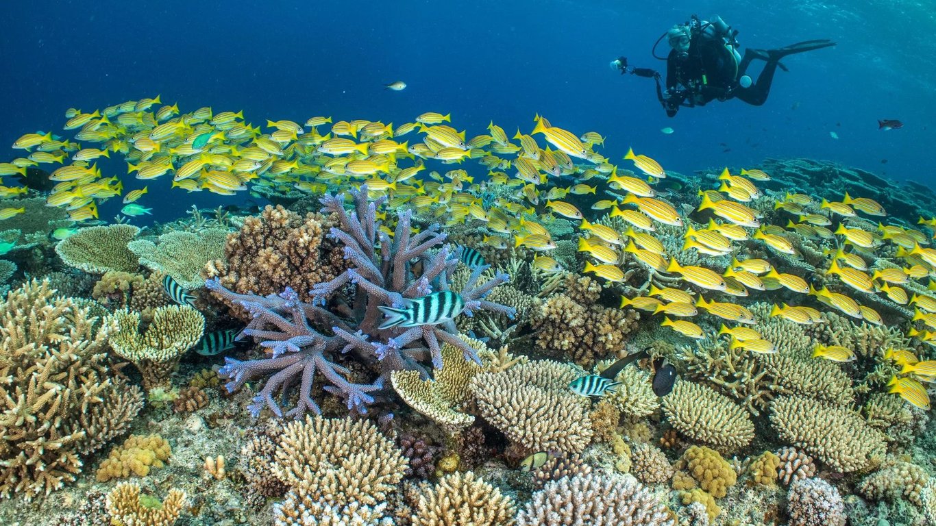 Divers drifting along coral gardens in clear Coral Sea waters.