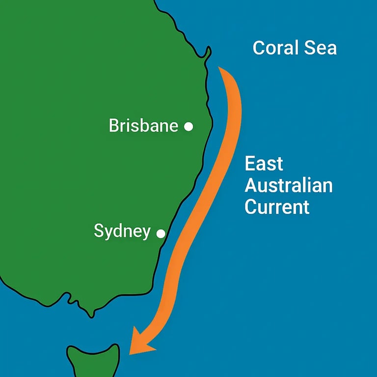 East Australian Current flowing along the coast