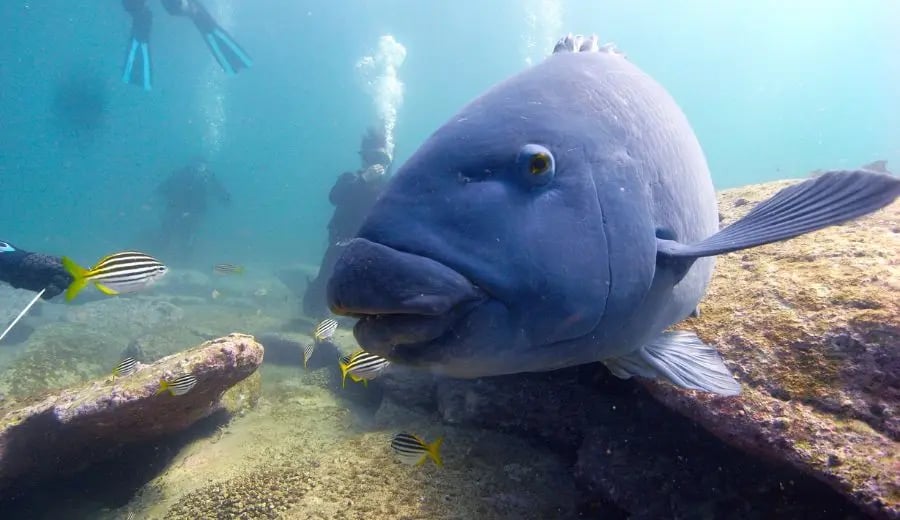 Blue groper