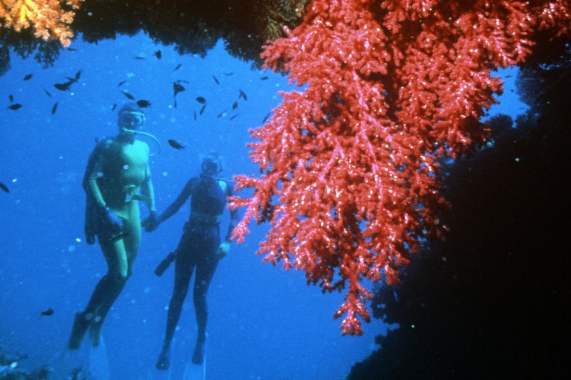 Vertical Coral Sea reef wall with diver silhouetted.