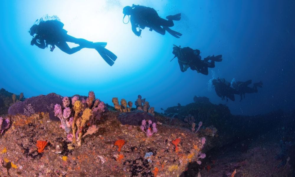 Scuba divers exploring a dive site in Sydney.