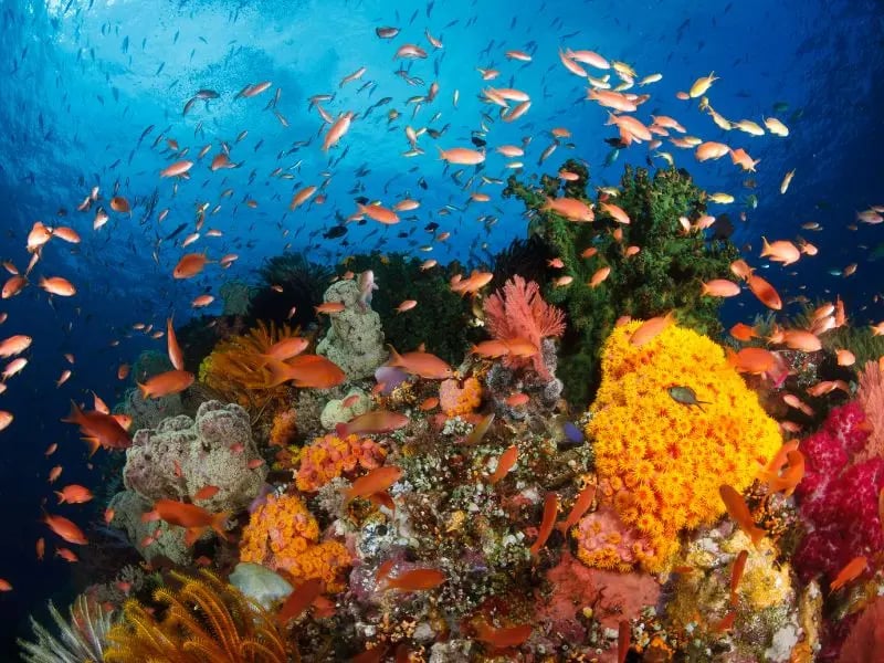 Colourful Southern Raja Ampat reef scene in the Misool region