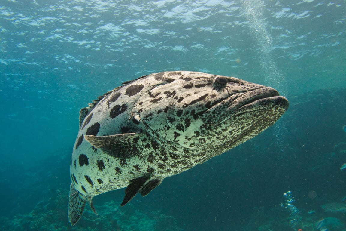 Single potato cod resting on the seabed at Cod Hole.