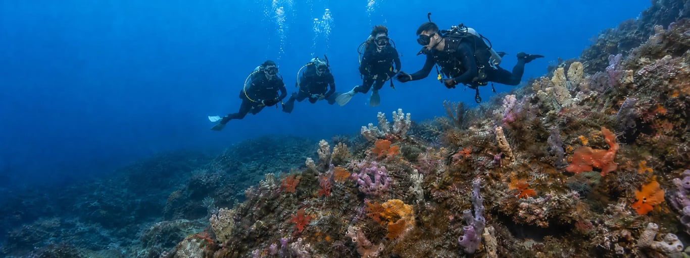 Abyss divers progressing together over a Sydney sponge reef