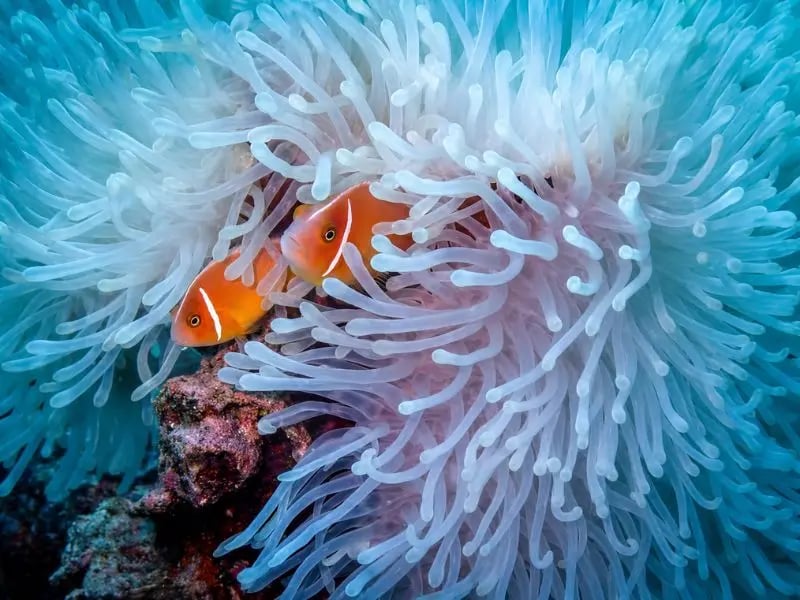 Two orange clownfish sheltering among the pale tentacles of a sea anemone in Vanuatu