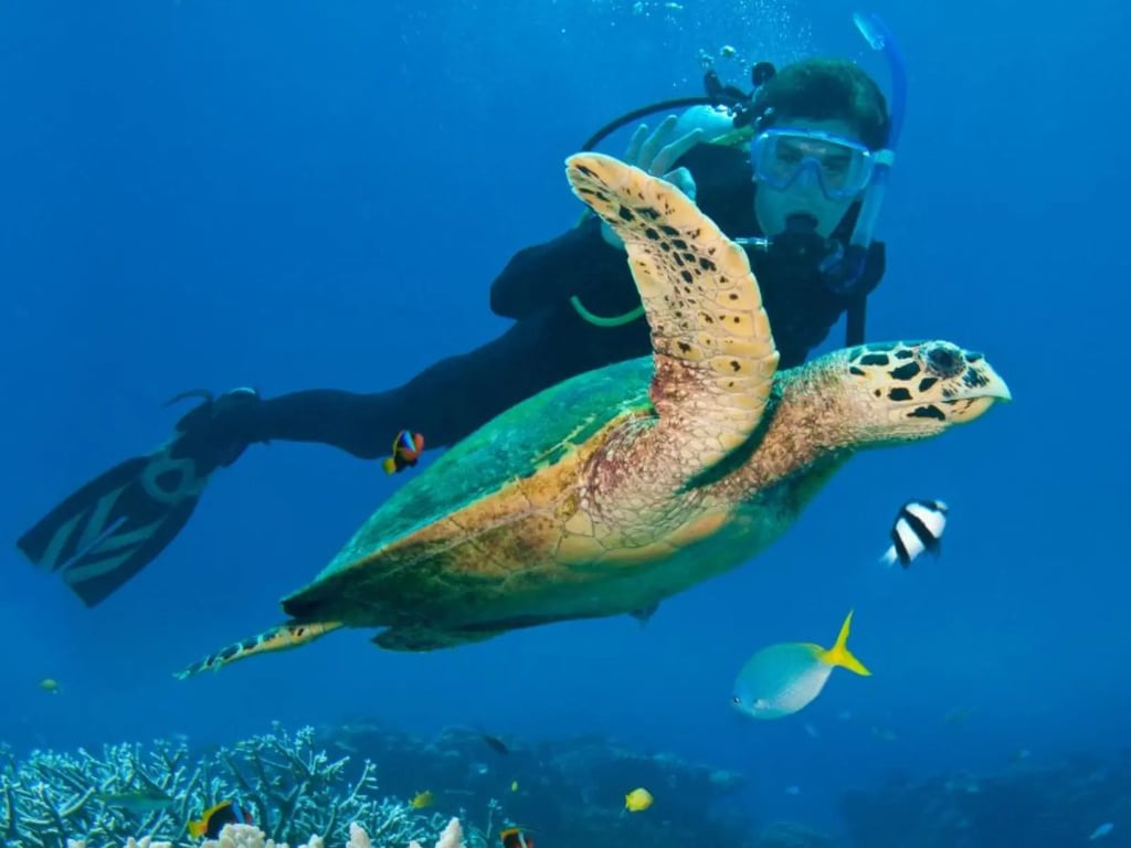 Vanuatu warm-water reef diving