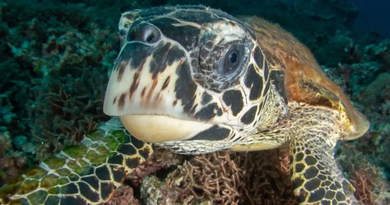 Vanuatu green turtle representing the March to June warm-water travel window